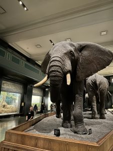 American Museum of Natural History